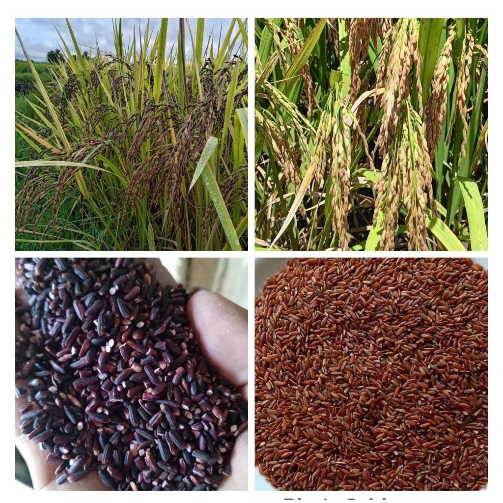 rice seed - Best Prices and Online Promos - Sept 2026 | Shopee Philippines