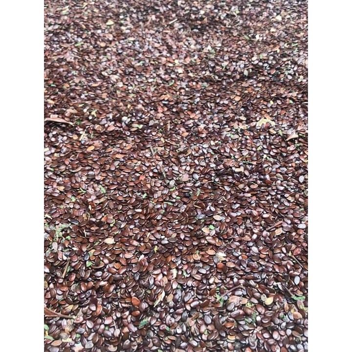 Shop ipil ipil for Sale on Shopee Philippines