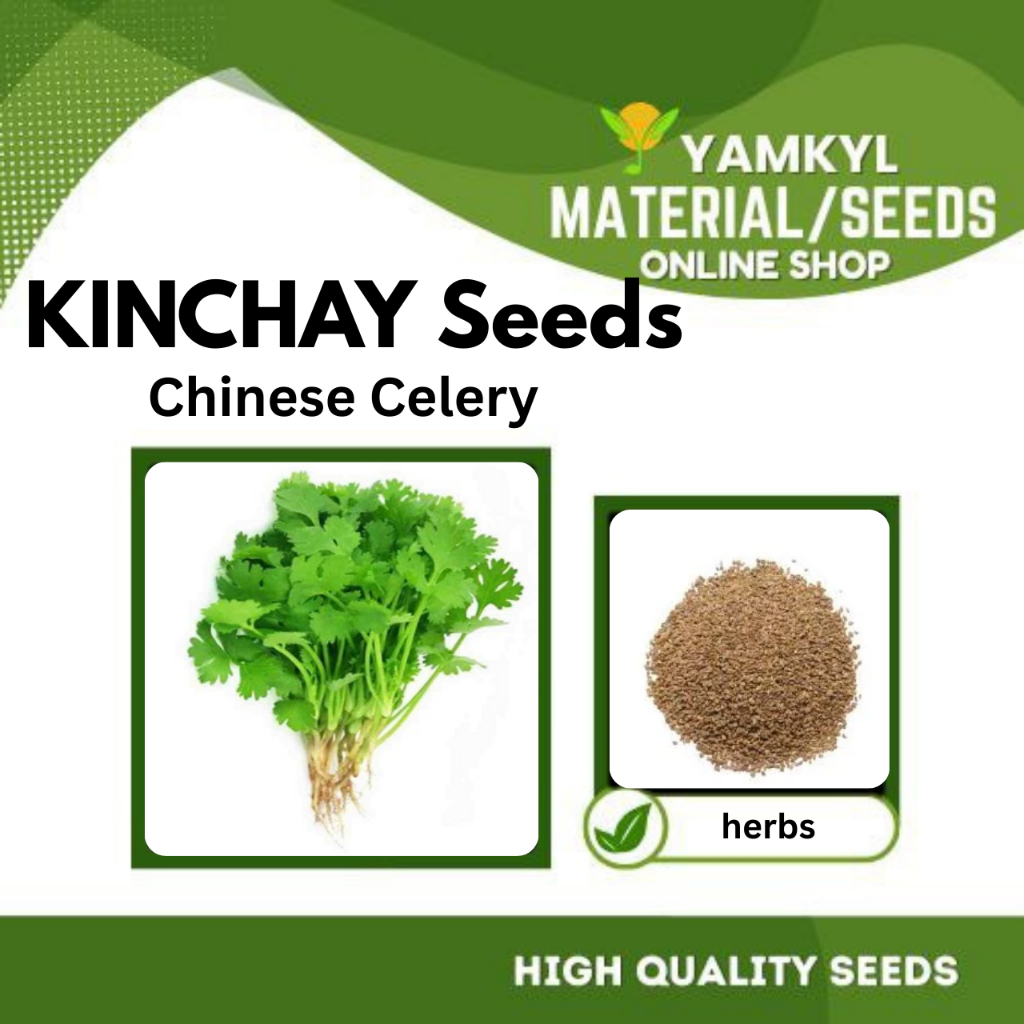 KINCHAY Seeds ( chineses celery ) High Quality Vegetable Seeds | Shopee ...