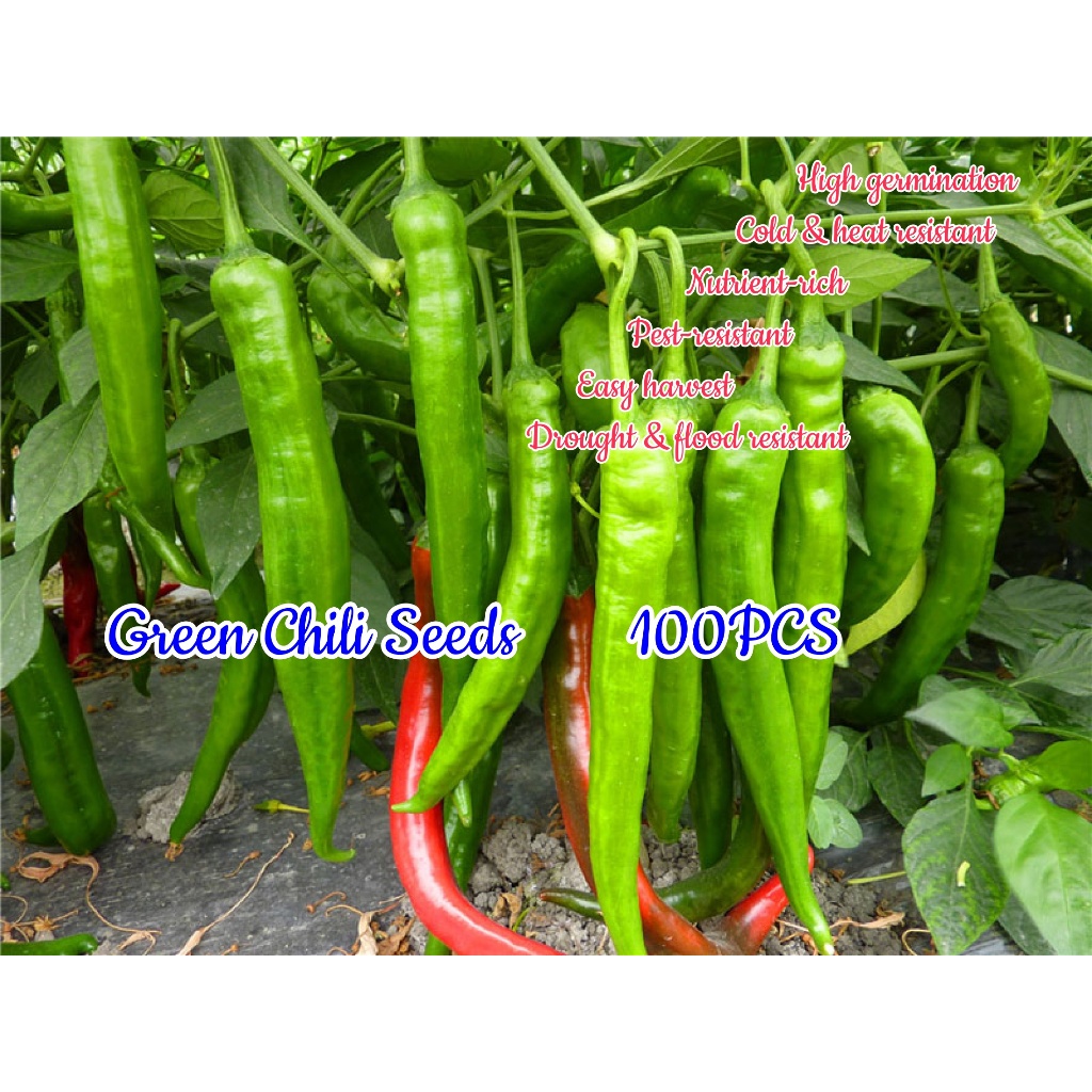SILI PANIGANG / Siling Haba / Hot Pepper Green / Bicol Express Chili ...