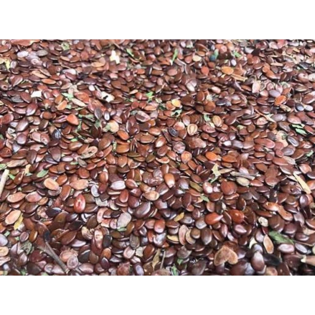 Shop ipil ipil for Sale on Shopee Philippines