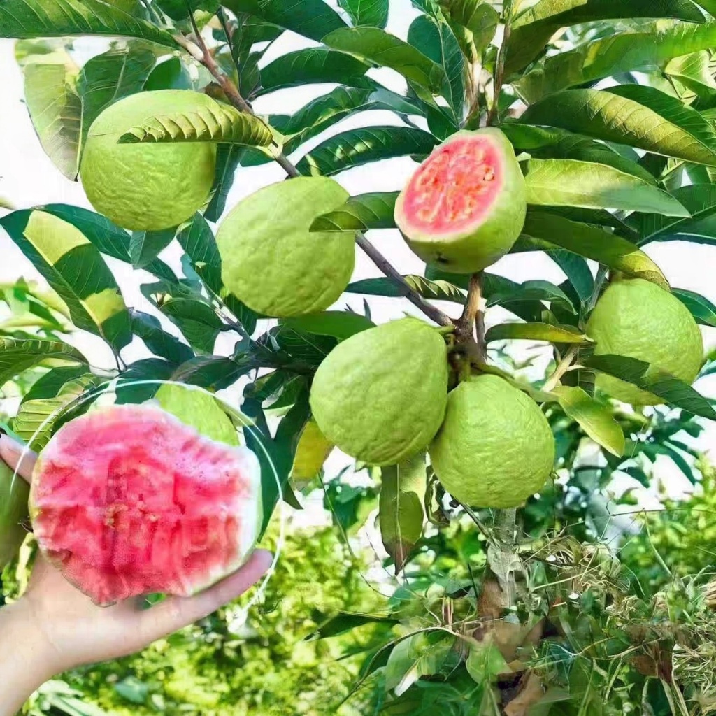 60pcs Good Quality Guava Seeds Sweet Delicious Tropical Fruits Seeds ...