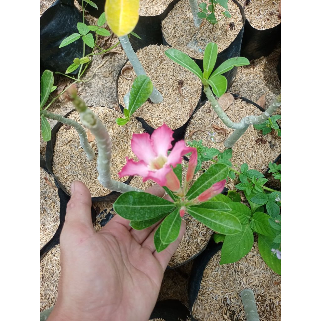 Shop calachuchi for Sale on Shopee Philippines