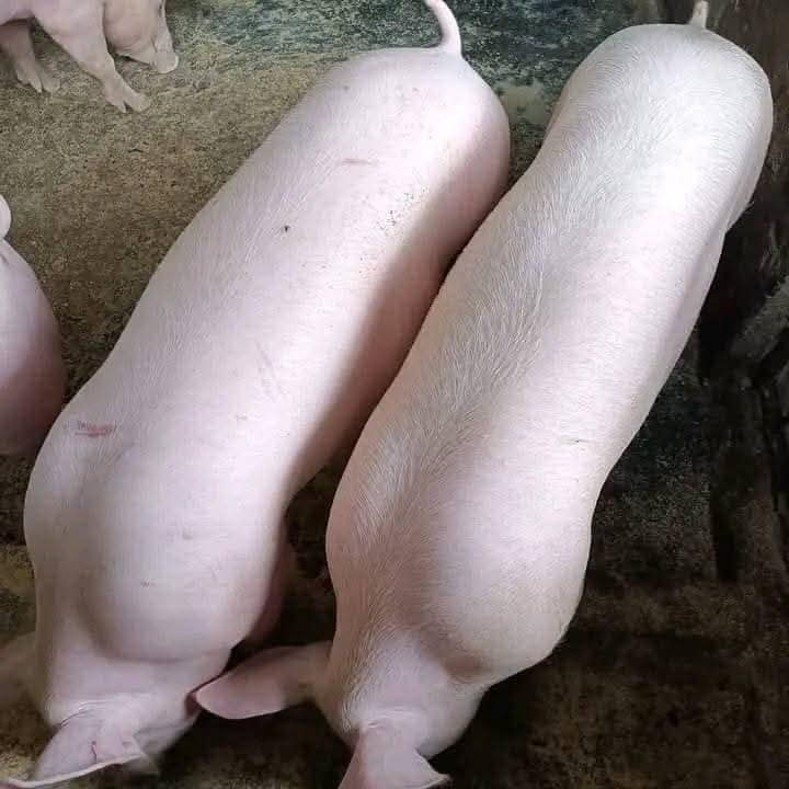 Moringa Powder for Pigs – 100% Natural Supplement 500g / 1kg | Shopee ...