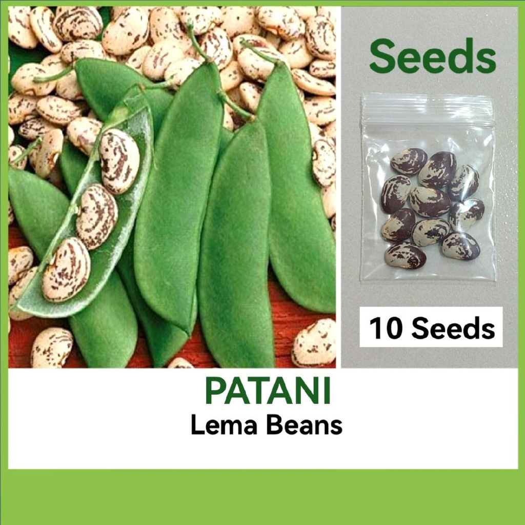 PATANI SEEDS (Lima Bean) Vegetables Seeds | Shopee Philippines