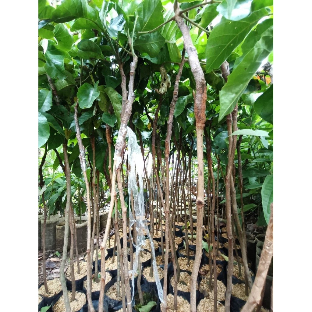 grafted rambutan/maharlika | Shopee Philippines