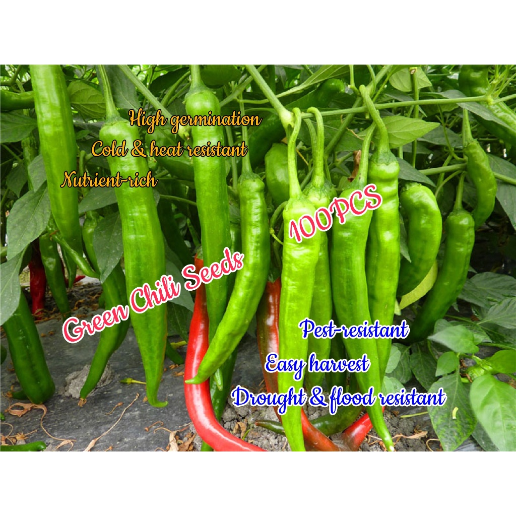 SILI PANIGANG / Siling Haba / Hot Pepper Green / Bicol Express Chili ...