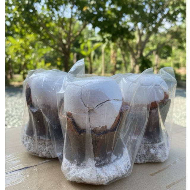 ASIN TIBUOK (RARE ARTISINAL SEA SALT FROM BOHOL PHILIPPINES) SMALL ...