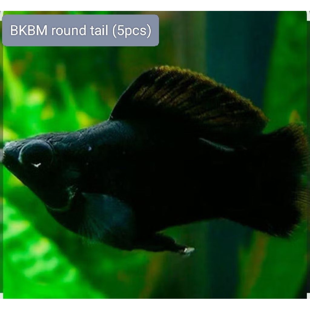 Sticker & BKBM round tail (5 pc) | Shopee Philippines