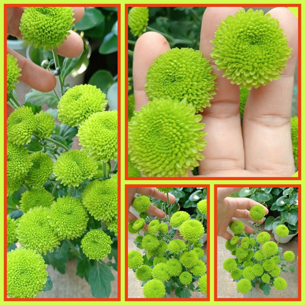 Green Buttons Malaysian Mums | Shopee Philippines