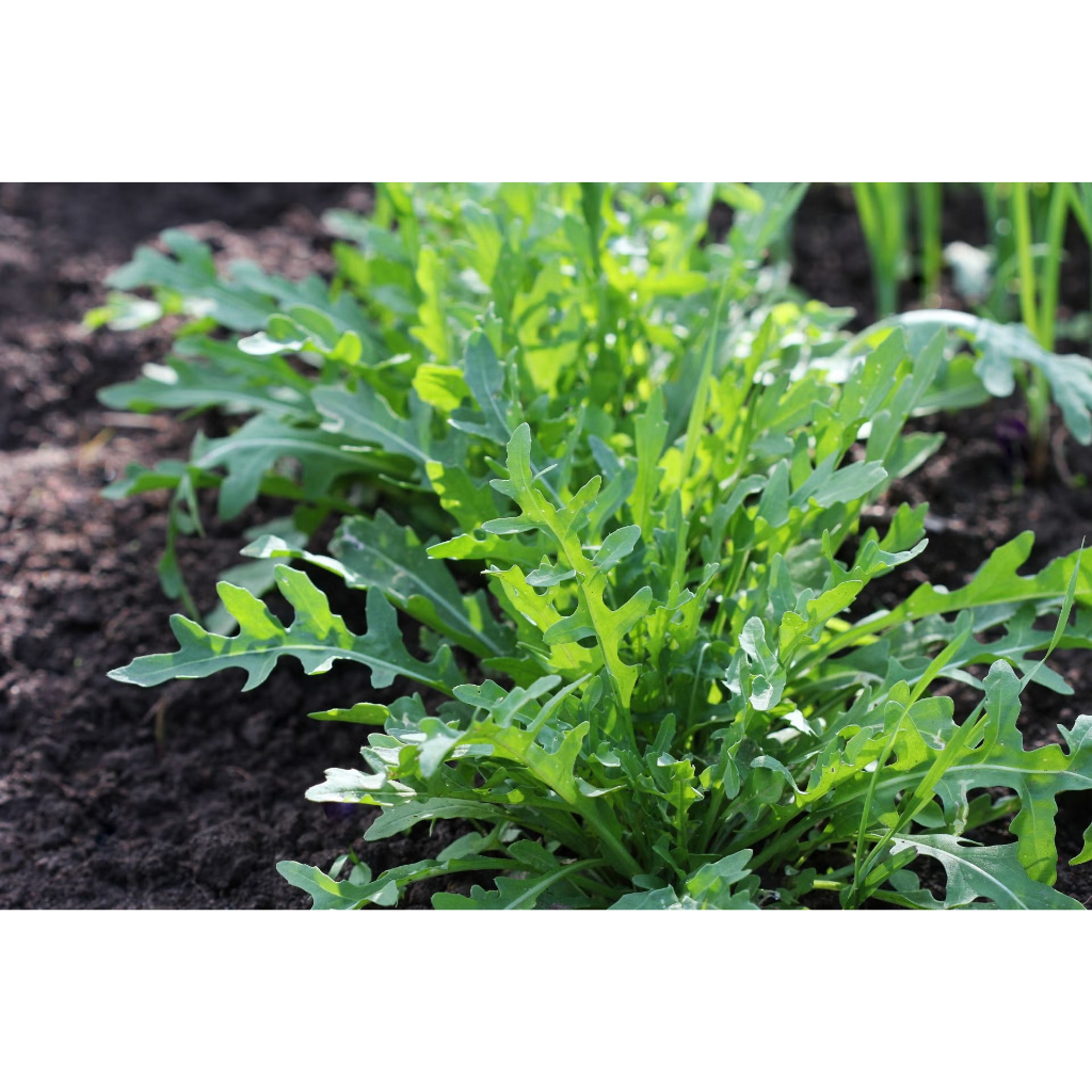 Arugula (Rocket) 1000 Seeds – Fast-Growing Leafy Vegetable for Home ...