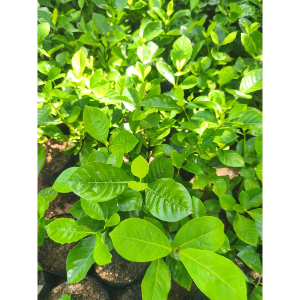 Shop rosal for Sale on Shopee Philippines