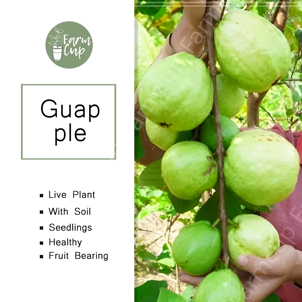 Shop guapple for Sale on Shopee Philippines