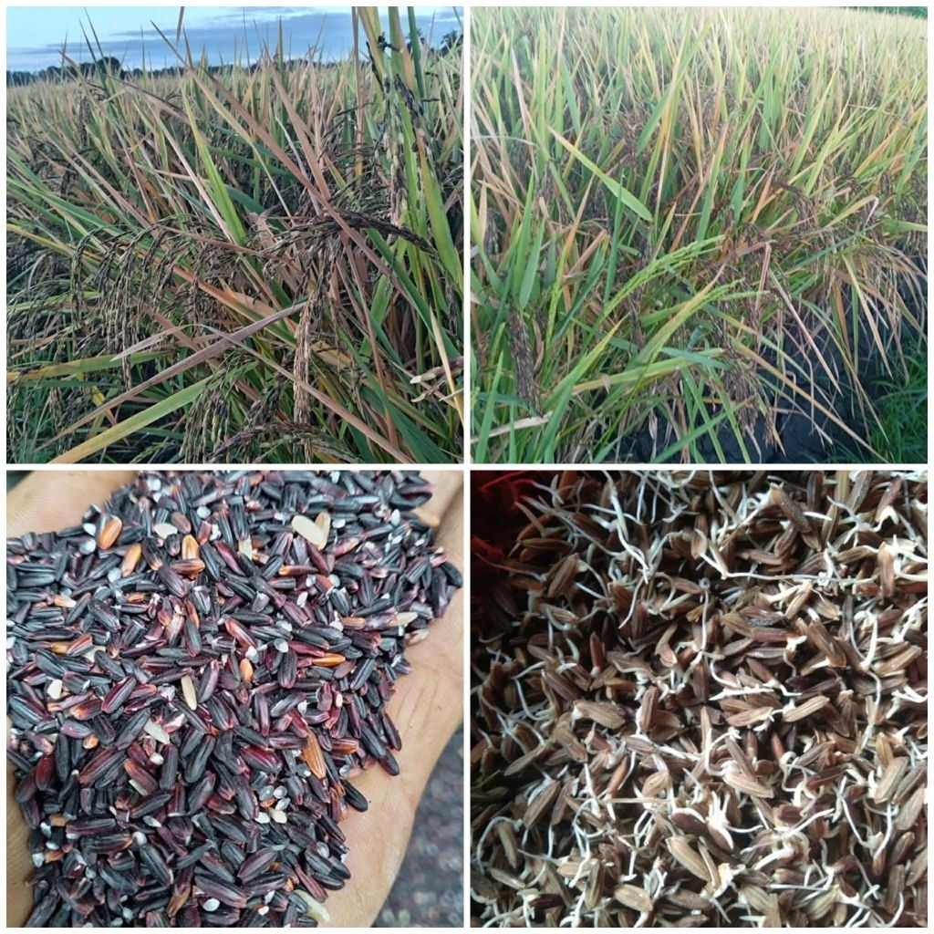 Native black Rice heirloom Rice Seeds binhi 1kilo, 110days maturity and ...