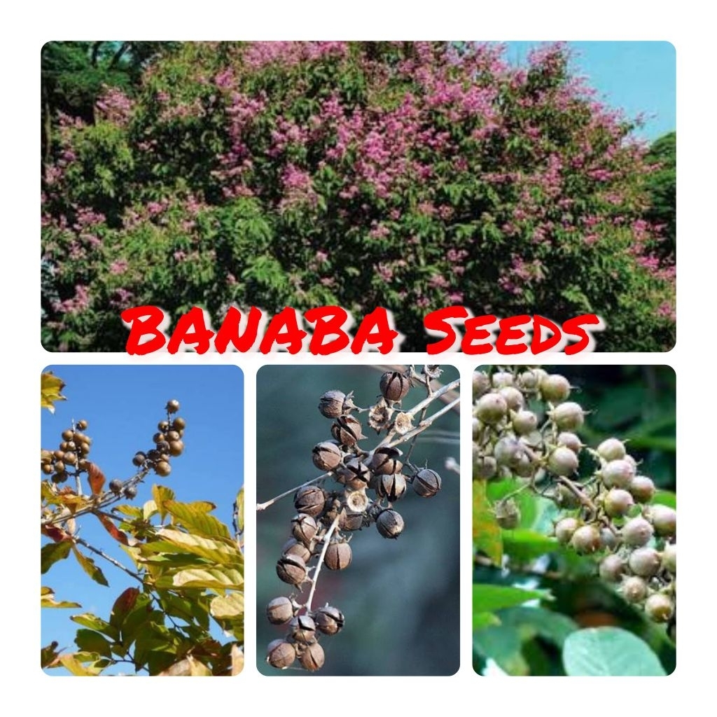 Shop banaba tree for Sale on Shopee Philippines