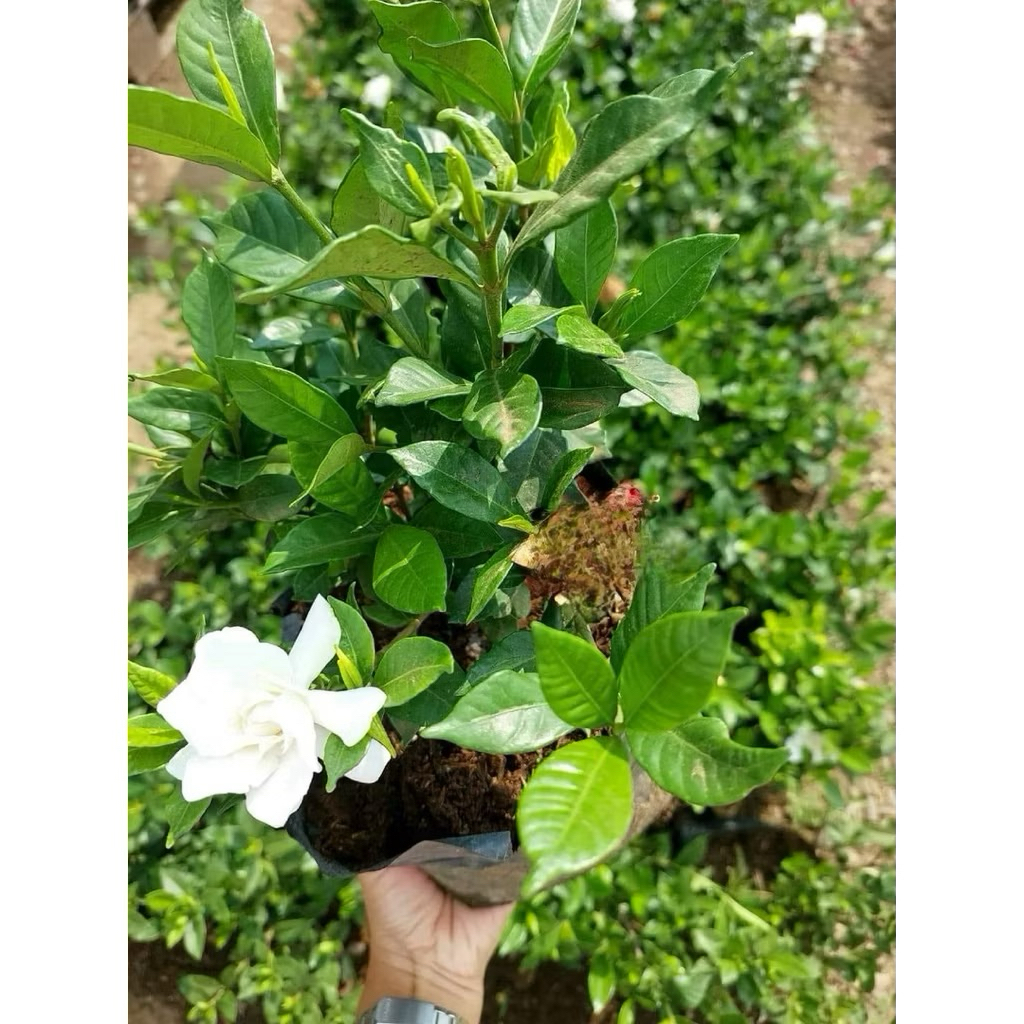 Shop rosal for Sale on Shopee Philippines