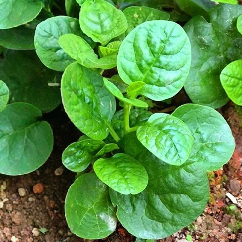 Shop alugbati seed for Sale on Shopee Philippines