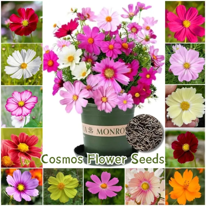 100seeds Color Cosmos Bonsai Seeds mixed Potted Flowering Plants Seeds ...