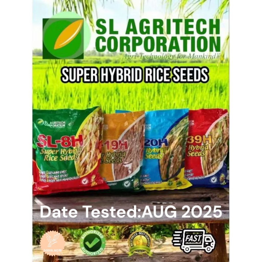 HIGH YIELD SUPER HYBRID RICE SEEDS SL8H / SL19H / SL20H / SL39H 3KG-By ...