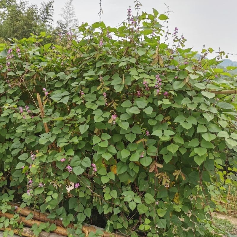 Shop bataw vegetable for Sale on Shopee Philippines