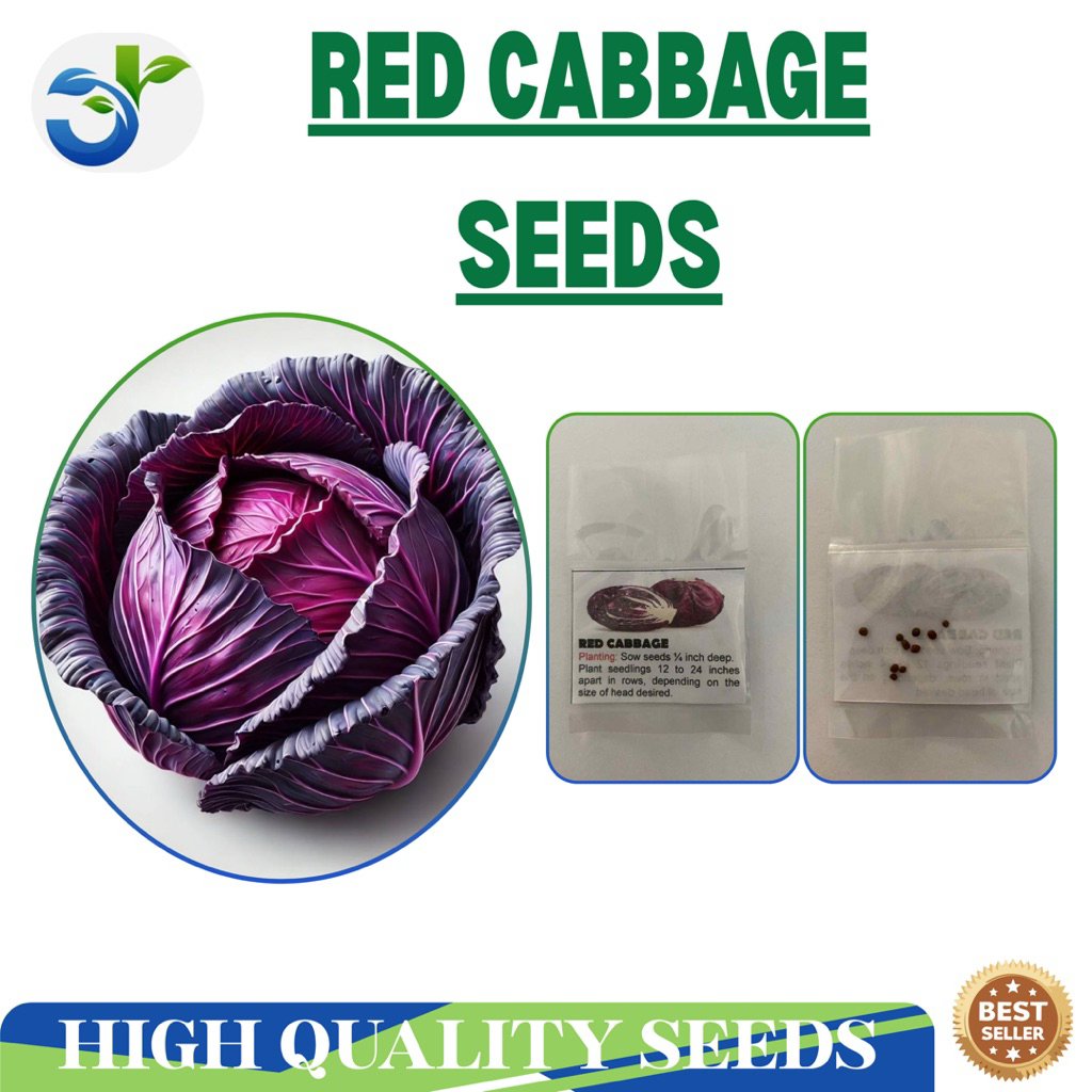 Red Cabbage Seeds/Repolyo(10pcs) | Shopee Philippines
