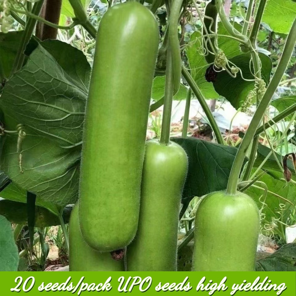 Heat & Humidity Tolerant UPO Seeds - Disease Resistant Philippine ...