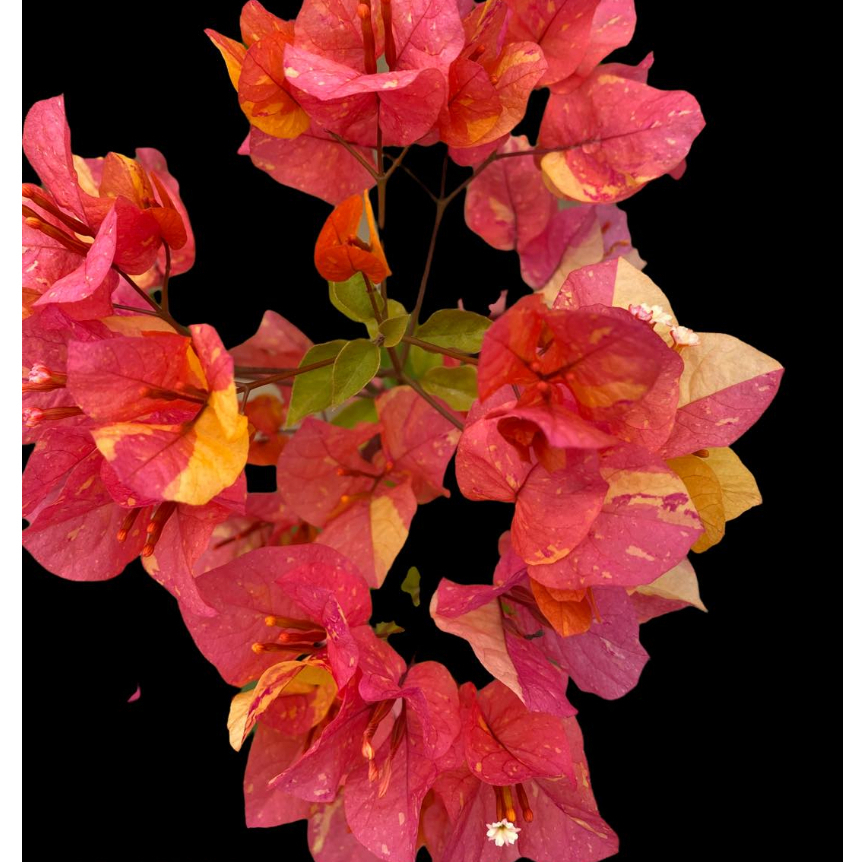 rare live bougainvillea | Shopee Philippines
