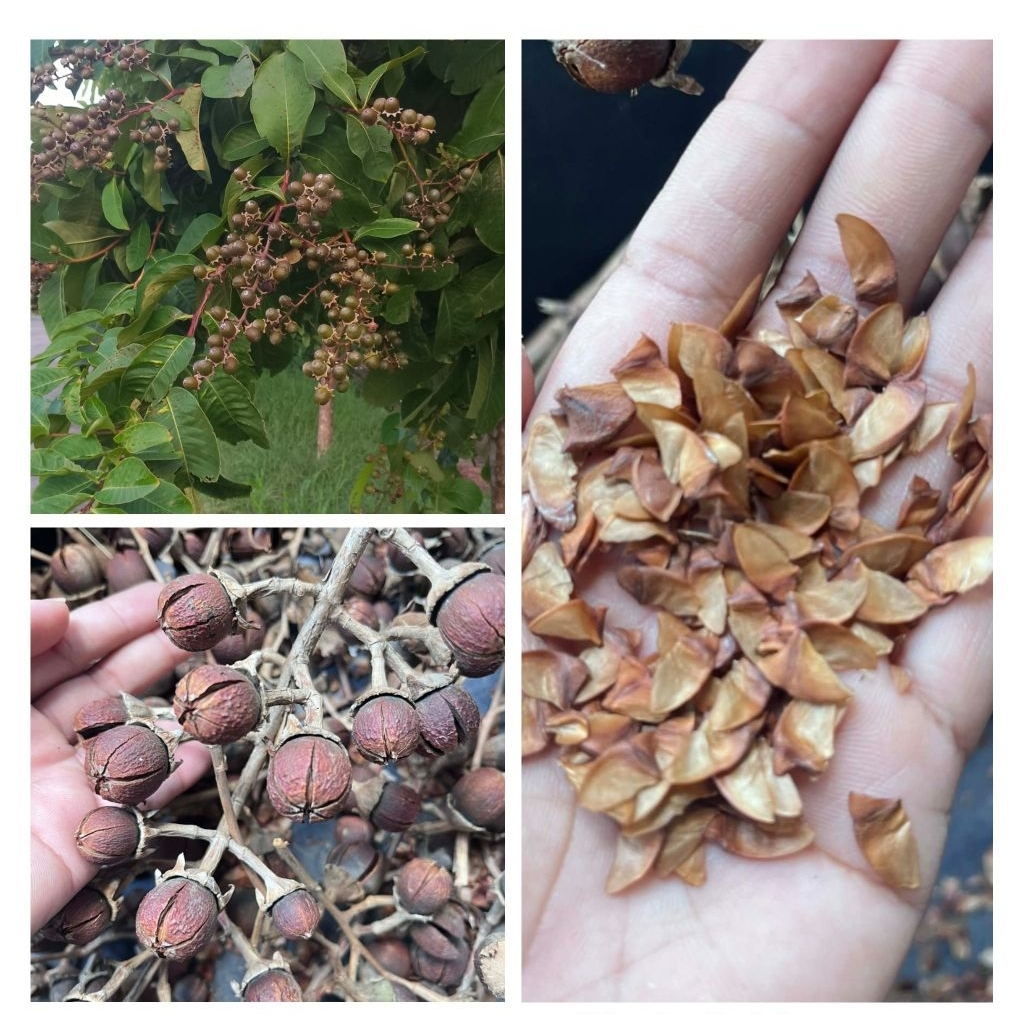 Shop banaba tree for Sale on Shopee Philippines