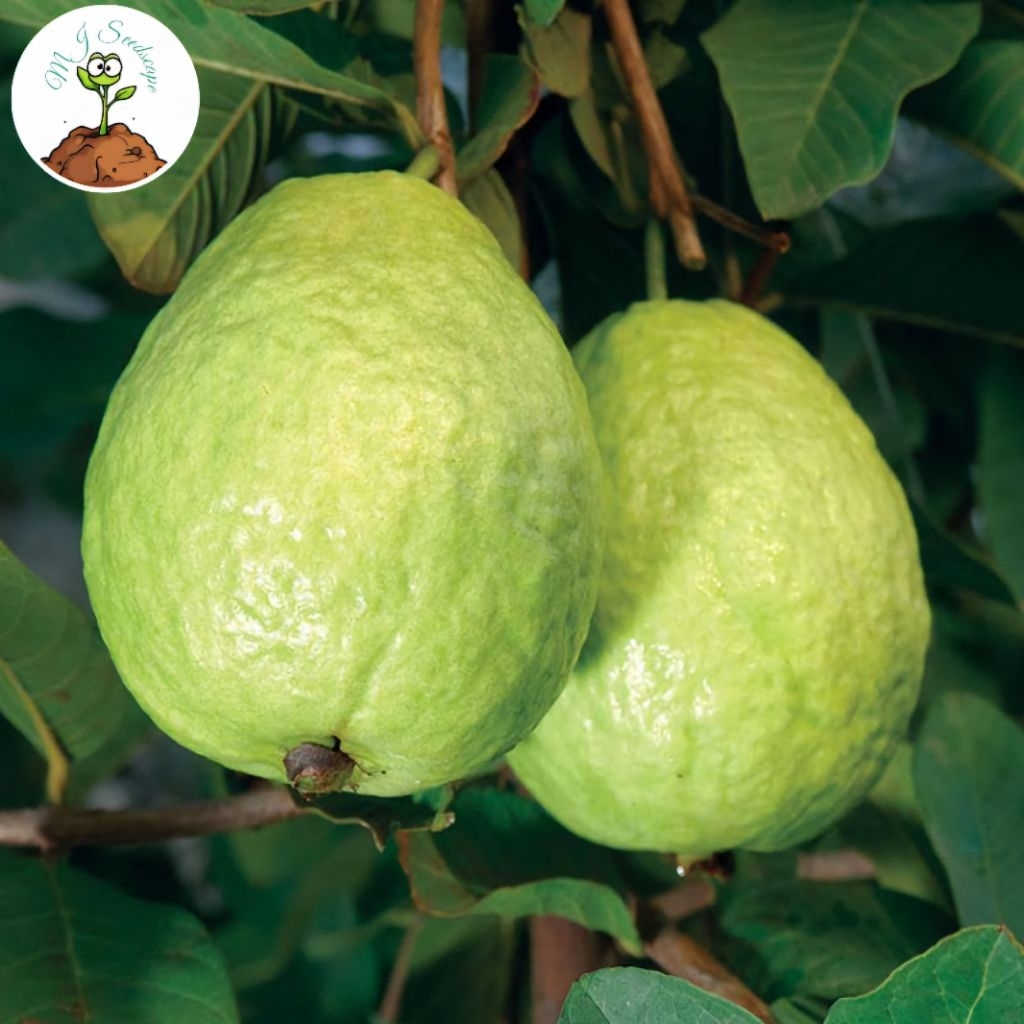 Shop guapple for Sale on Shopee Philippines