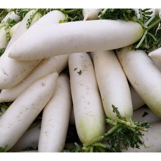 korean radish seeds - Best Prices and Online Promos - Jun 2026 | Shopee ...