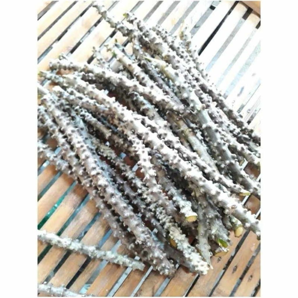 Panyawan cuttings for only Php 7 only! | Shopee Philippines