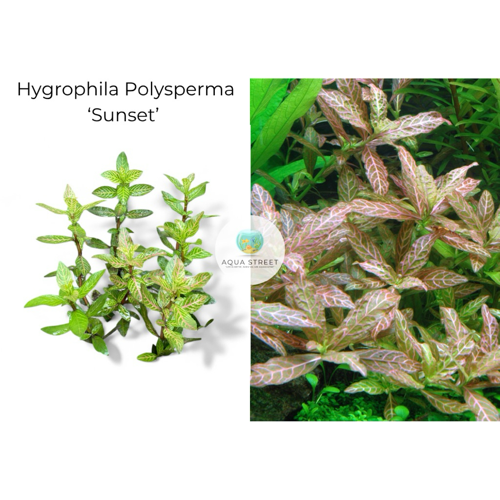 Hydrophila Polysperma Sunset (20 stem cuttings) Emersed form for ...