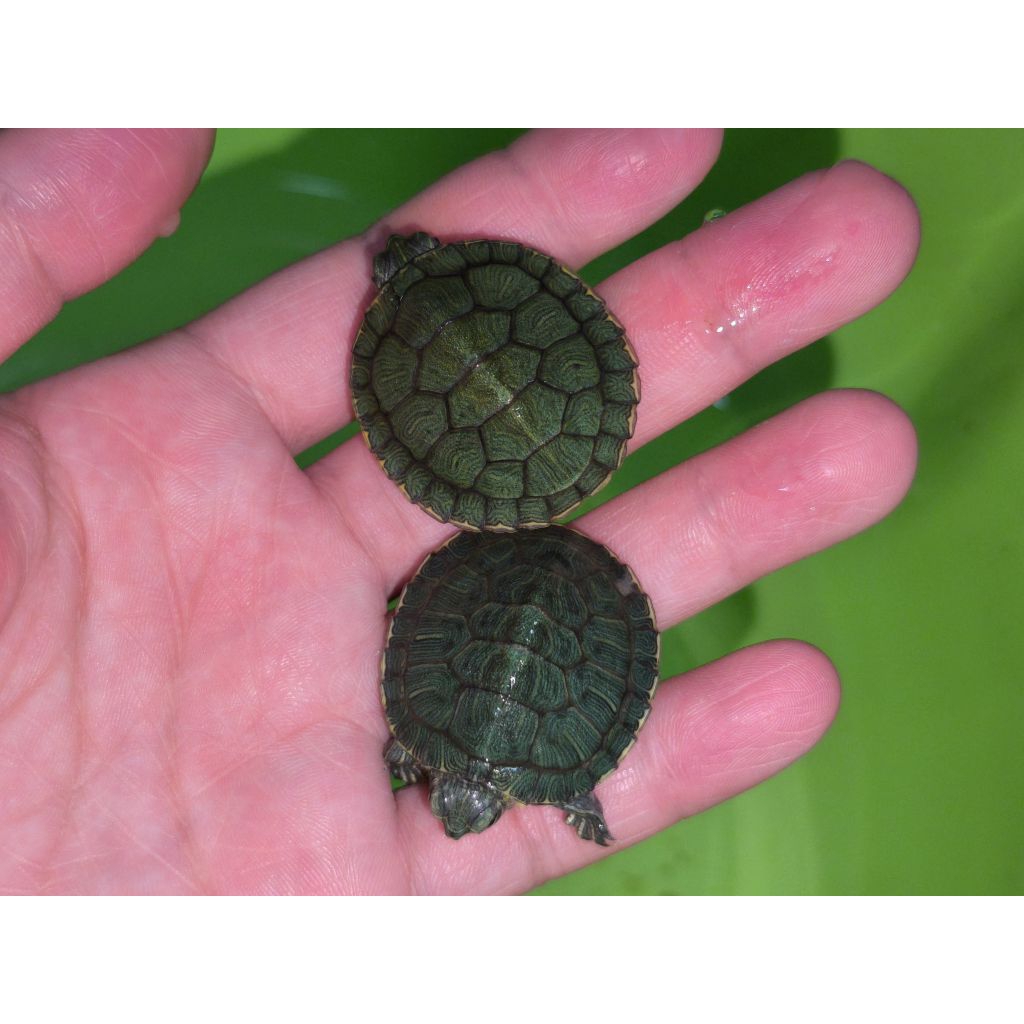Red Eared Slider Tank Decoration Materials Reference: Aquarium Decoration For Turtle Red Eared Slider Cute Per Piece