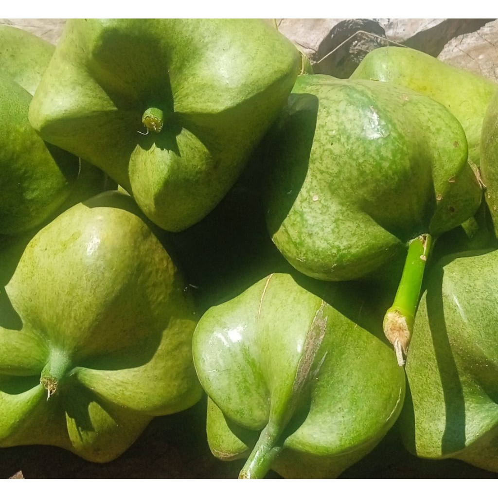 bitoon fruit 1kg epektibong gamot sa bukol | Shopee Philippines