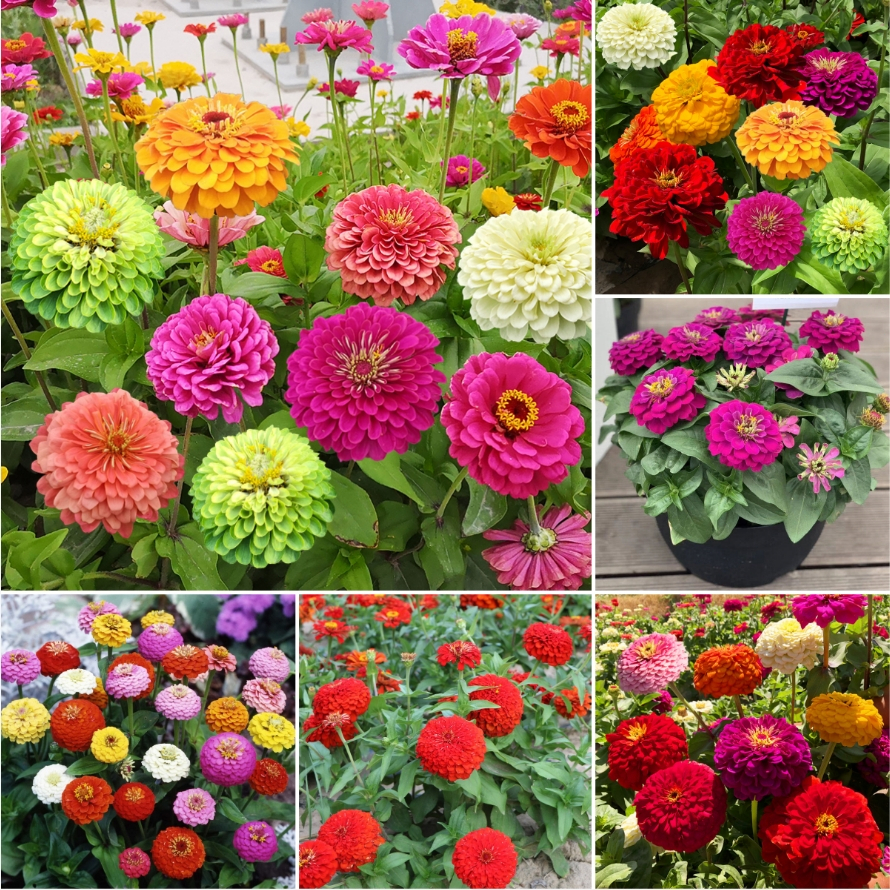 100 Zinnia Flower Seeds with Multi-Petal Blooms and High Germination ...