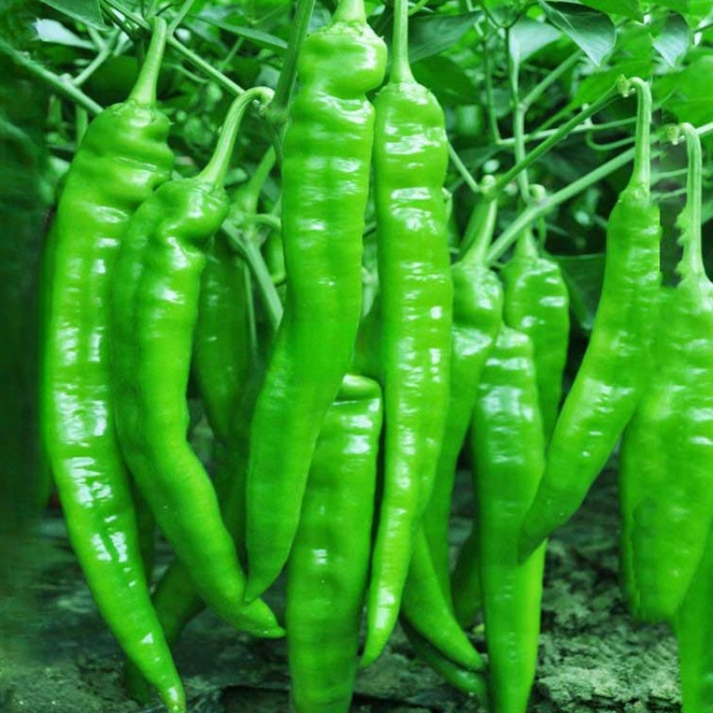 100 Seeds/pack SILI PANIGANG / Siling Haba / Hot Pepper Green / Bicol ...