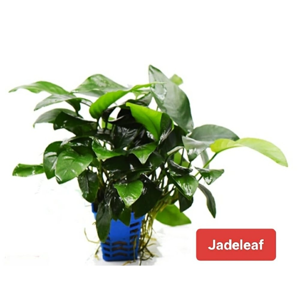 JADELE@F for Aquascaping, Landscaping, Terrarium and Paludarium ...