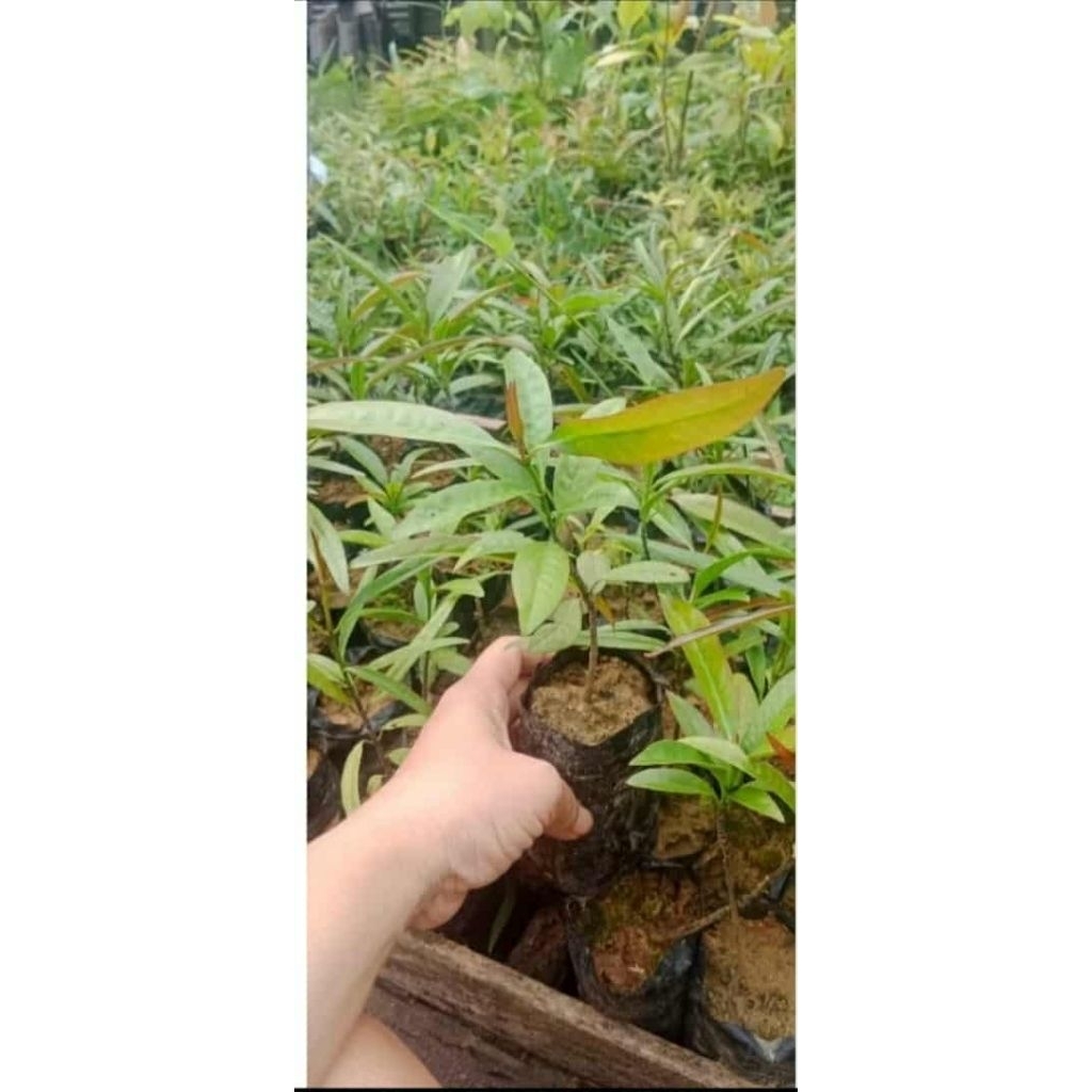 Shop batwan for Sale on Shopee Philippines