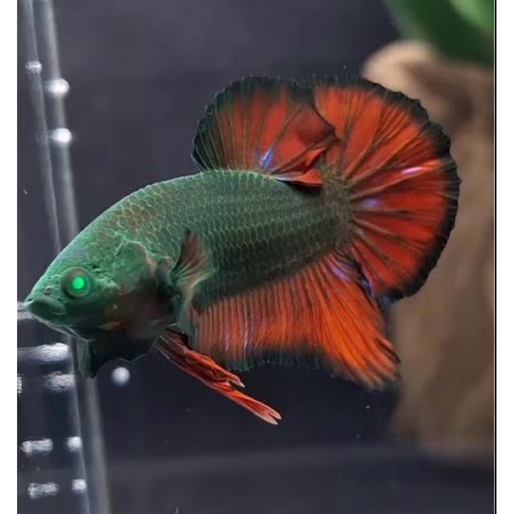 BETTA--HMPK-HULK-(ACTUAL) | Shopee Philippines