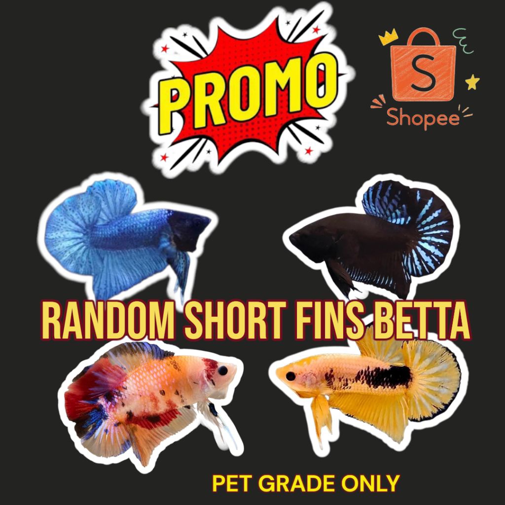 RANDOM SHORT FINS BETTA FISH | Shopee Philippines