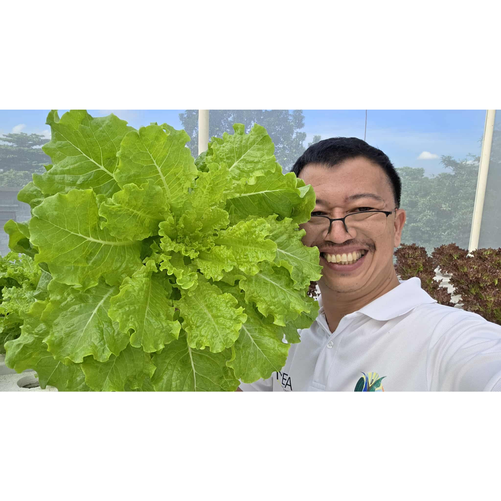 New Batavia Lettuce Coated Seeds - Katanim Lettuce Seeds | 3.75g Approx ...