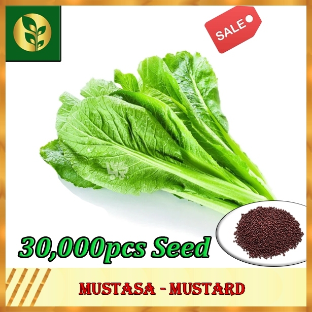 Mustasa Seeds | Mustard Seeds | Vegetables seeds | Golden Quality ...