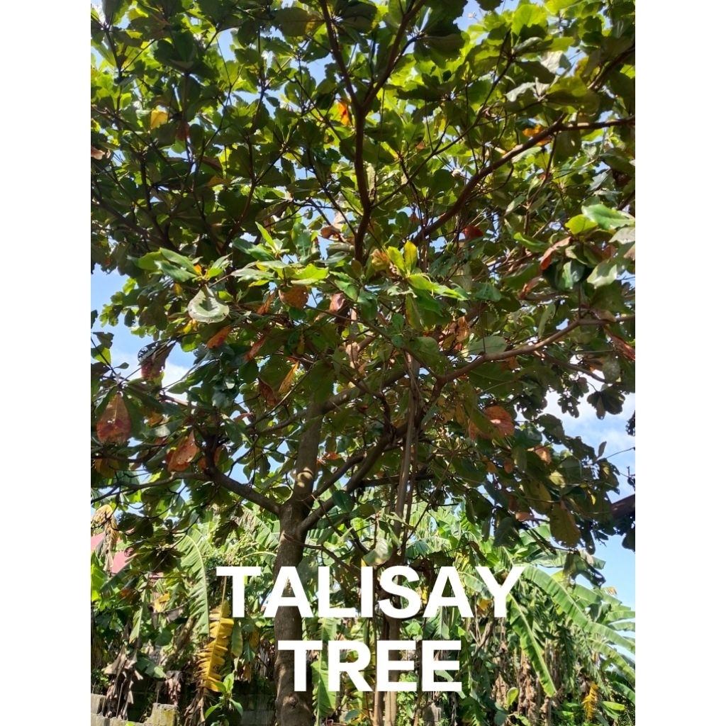 Shop talisay tree for Sale on Shopee Philippines