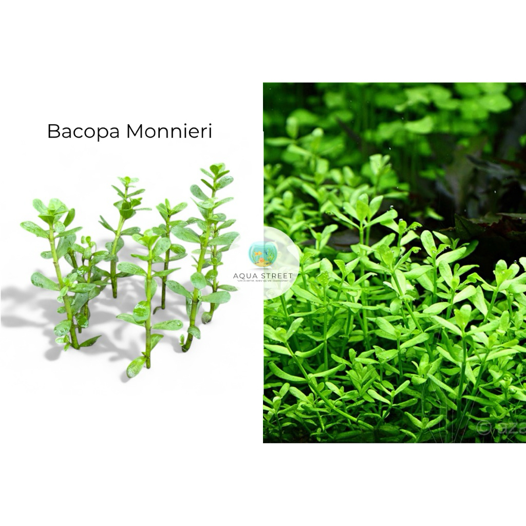 Bacopa Monnieri (20 stem cuttings) Emersed form for Aquascaping ...