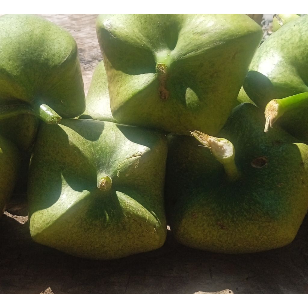 *bitoon fruit 1 kg epektibong gamot sa bukol | Shopee Philippines