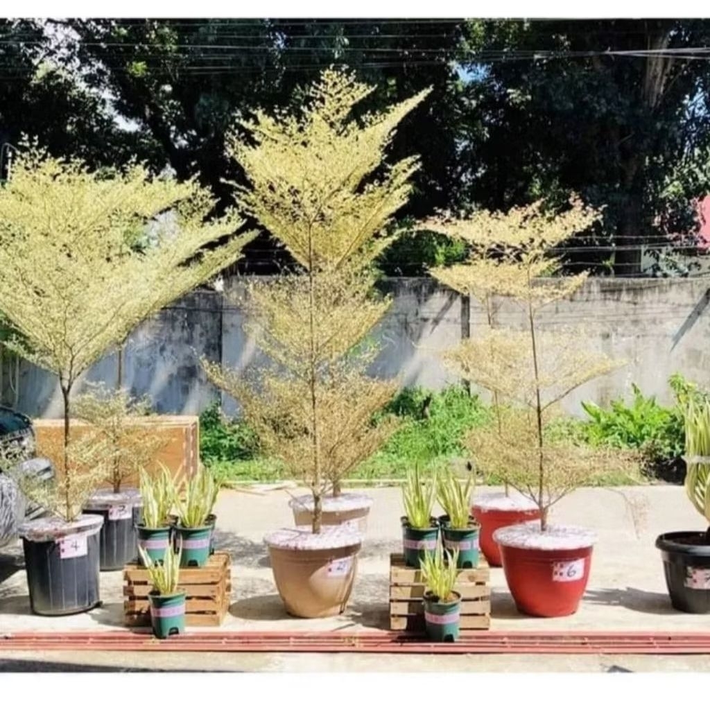Shop african talisay plant for Sale on Shopee Philippines