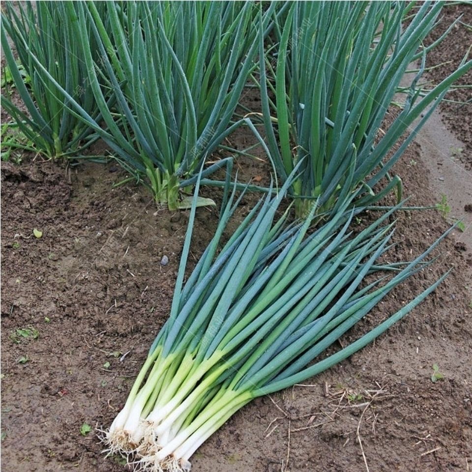 (500 seeds) Small Green Leek/Scallion/Spring Onion Vegetable Seeds ...