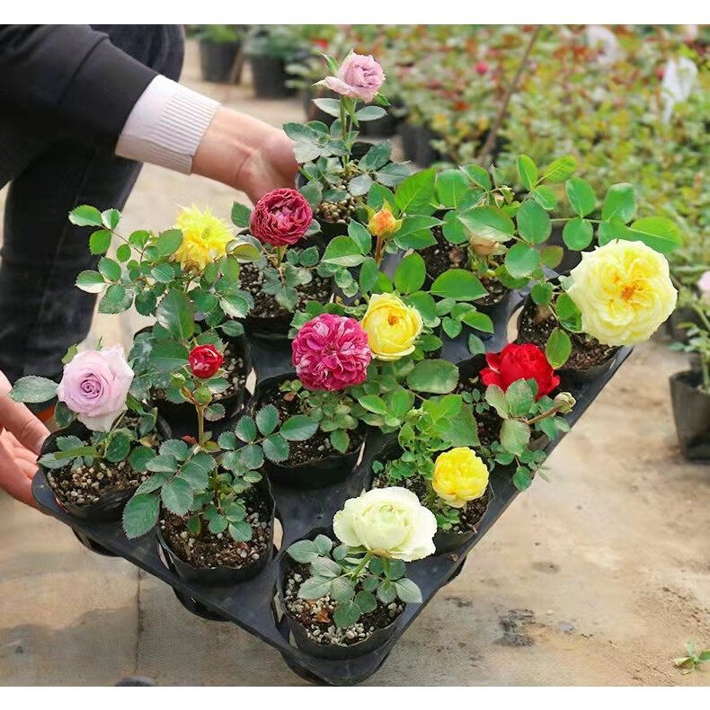 100 seeds Petals Rainbow Holland Mixed Variety Roses Double-Petal Rose ...