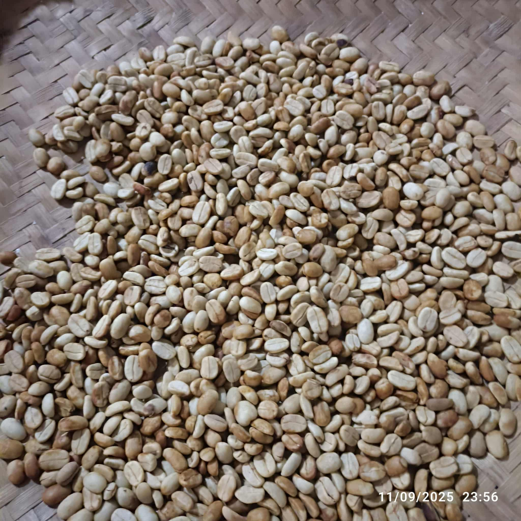 COFFEE TREE SEEDS FOR SEEDLINGS | Shopee Philippines