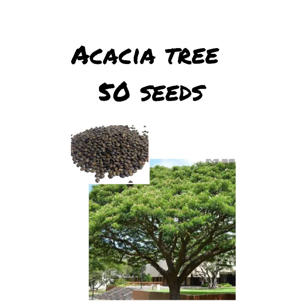 Acacia tree seeds for planting(50seeds) | Shopee Philippines